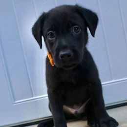 Boy 3 - Black male Labrador Retriever puppy in Disputanta, Virginia from Powells Creek Retreivers