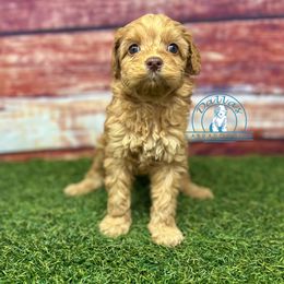 Yellow girl - Caramel red female Australian Labradoodle puppy in Waxahachie, Texas from Dallas Labradoodles