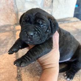 Brown collar - Chestnut brindle male Cane Corso puppy in Tucson, Arizona from Cane Corso Friends