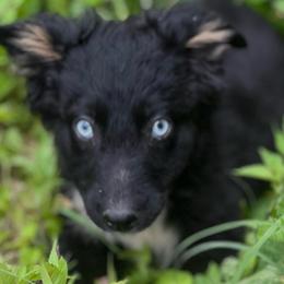 Black Beti - Black tri-color female Australian Shepherd puppy in Albertville, Alabama from Salt Creek Aussies