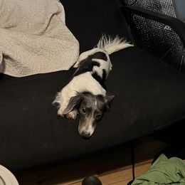 Jonas - Dachshund
