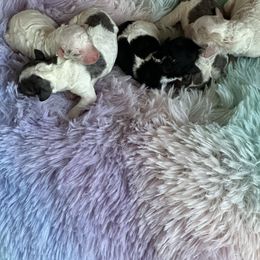 Poodle puppies from Winter wonderland doodles