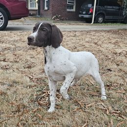 Sloan - White and liver German Shorthaired Pointer puppy in Bartlett, Tennessee from Pickett's Pride