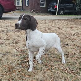 Sloan - White and liver German Shorthaired Pointer puppy in Bartlett, Tennessee from Pickett's Pride