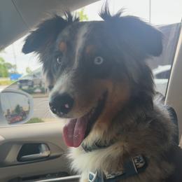 Australian Shepherd Puppies from Page Family Homestead