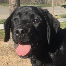 Labrador Retrievers from Flying Star