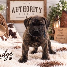 Judge - Tiger male Perro de Presa Canario puppy in Goshen, Alabama from Mesquite Creek Kennels