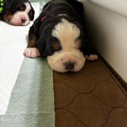 Pink Parsley - Black rust and white female Bernese Mountain Dog puppy in Carlotta, California from Aunt-T’s Australian Shepherds