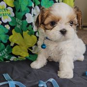 Copper - Gold and white Cavatzu puppy in Sandy, Utah from Pulley Puppies