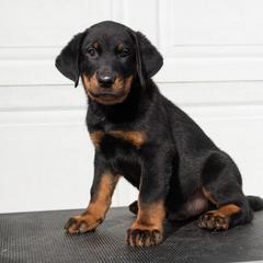 Cyclone (Burgundy) - Black and rust male Beauceron puppy in Medina, Ohio from Beaucerons Des Vents