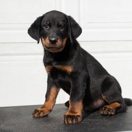 Cyclone (Burgundy) - Black and rust male Beauceron puppy in Medina, Ohio from Beaucerons Des Vents