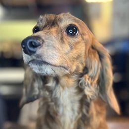Dachshunds from Danford’s First Class Dachshunds