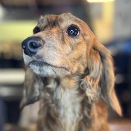 Dachshunds from Danford’s First Class Dachshunds