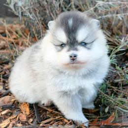 Rose-Silver - Silver and white female Pomsky puppy in Bremen, Indiana from AMS Pomeranians and Pomskies in Indiana