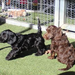 Lithium  yellow collar - Black female Australian Labradoodle puppy in Provo, Utah from EllsWORTH Labradoodles LLC