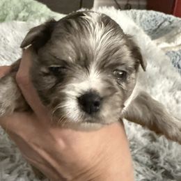 Bruno - Merle male Chihuahua puppy in Mishawaka, Indiana from Tiny Paw Stars LLC