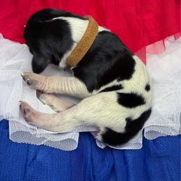 Indy - Black and white female German Shorthaired Pointer puppy in Edenton, North Carolina from Bockelman GSP’s