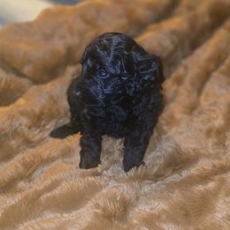 Bentley - Black male Goldendoodle puppy in Pleasant Hill, Iowa from Courtney Nicole's Mal Shihs