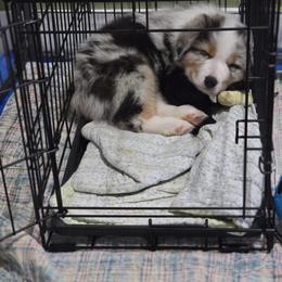 Australian Shepherd Puppies from Beacon Hill Aussies
