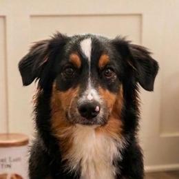 Comet - Black tri male Toy Australian Shepherd puppy in Georgetown, Texas from Minikin Manor