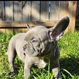 Stoney - Blue fawn male French Bulldog puppy in Cincinnati, Ohio from Sun City Kennels