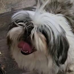 Ruby - Shih Tzu