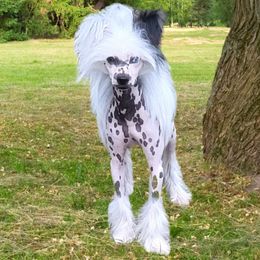JP - Chinese Crested