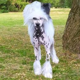 JP - Chinese Crested