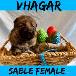 Vhagar - Sable female German Shepherd puppy in Lewisburg, Kentucky from RED’s German Shepherds