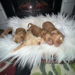 Goldendoodle puppies from Deb’s KY Doodles