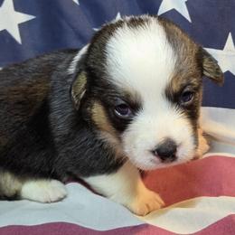 Male 2 - Black and tan male Pembroke Welsh Corgi puppy in Portland, North Dakota from Sliding stop corgis