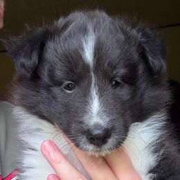 Shetland Sheepdog puppies from Celebration Shelties