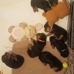 Yorkipoo and Yorkshire Terrier Puppies from Danza Bolo