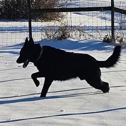 Sabastian - German Shepherd