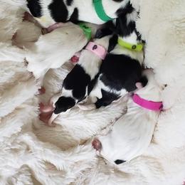 "2 girls (P,M) 3 boys (G,N,O)" Havanese Puppies from Jay's Havi-nese