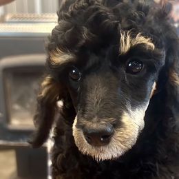 Miniature Schnauzers, Poodles, and Schnoodles from Farmer Brown's Puppies