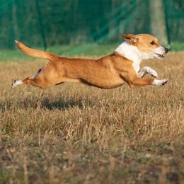 Portuguese Podengo Pequeno and Silken Windhound All Grown Up from Perla Sighthounds