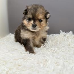 Pomeranian Puppies from Torrey Hills Poms