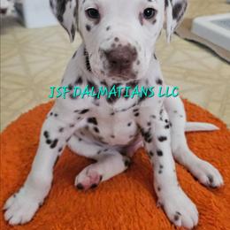 Green - White and liver brown male Dalmatian puppy in Conrath, Wisconsin from JSF Dalmatians LLC