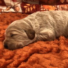 Green White - Cream male Goldendoodle puppy in Medina, Ohio from Farmer Doodles