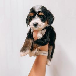 Denali - male Golden Mountain Doodle puppy in Greenbrier, Arkansas from Tilley's Southern Doodles