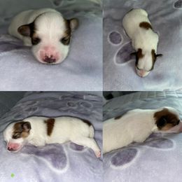 Papillon Puppies from Kerwan Papillons
