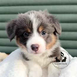 Stella - Blue female Pembroke Welsh Corgi puppy in Casper, Wyoming from Flying Note Shorties