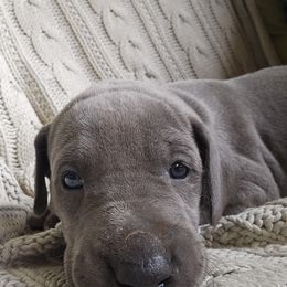 Great Dane Puppies from Harrison Danes