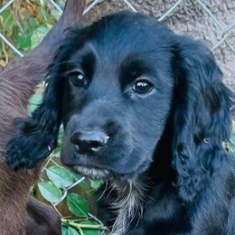 Riker - Black and white English Cocker Spaniel puppy in Louisville, Kentucky from PrairieRose Gundogs - Premium Field Bred Spaniels