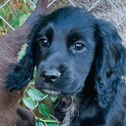Riker - Black and white English Cocker Spaniel puppy in Louisville, Kentucky from PrairieRose Gundogs - Premium Field Bred Spaniels
