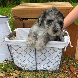 Sheepadoodle Puppies from Primrose Cottage Puppies