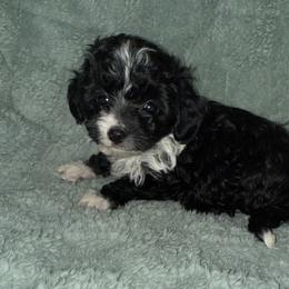 Scout - Black and white male Aussiedoodle puppy in Copan, Oklahoma from J&K Kennels