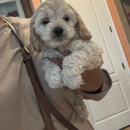 Nicolas - Buff male Cockapoo puppy in Mobile, Alabama from Ace of Spades Yorkies