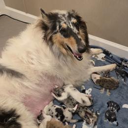 Collie Puppies from Sweet Southern Collies